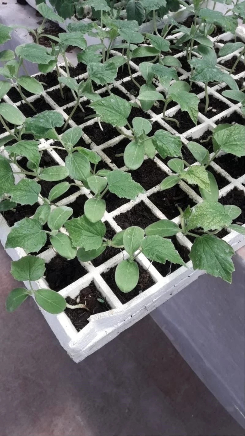 Çaldıran Belediyesi imkansızı başarıyor
