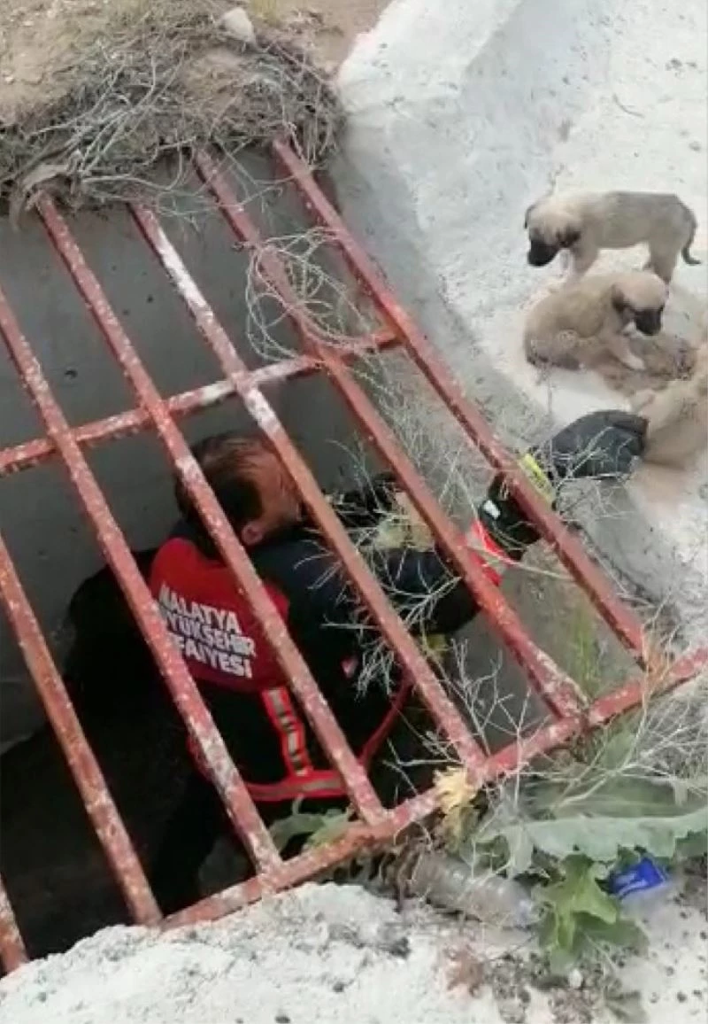 Menfeze düşen yavru köpekler kurtarıldı
