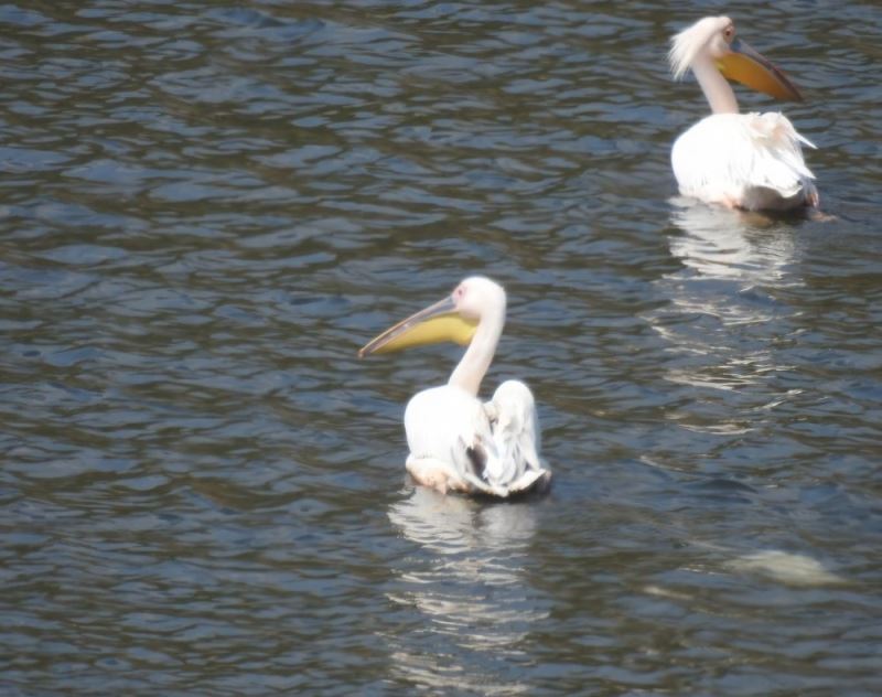 Pelikan ve leylekler Boğazköy Barajı’nı mesken tutu
