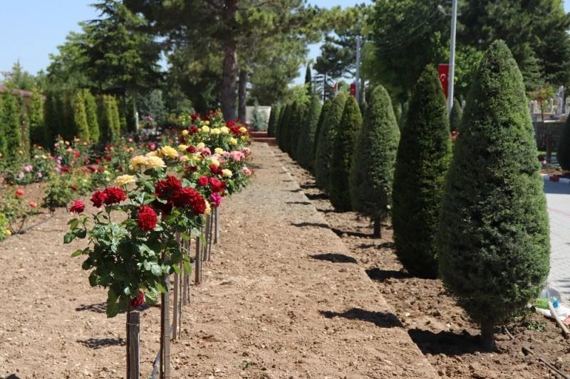 Karaman’da şehir mezarlığındaki güller rengarenk açtı

