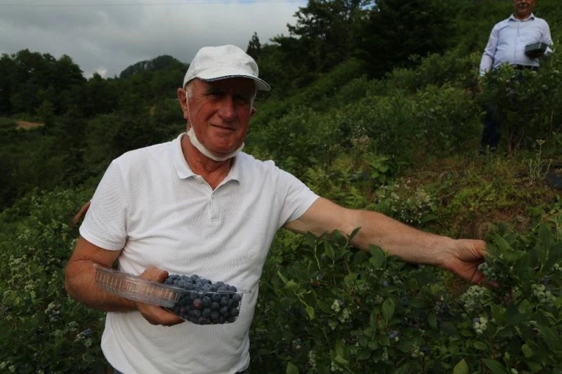 Artvin’de mavi yemiş için hasat zamanı
