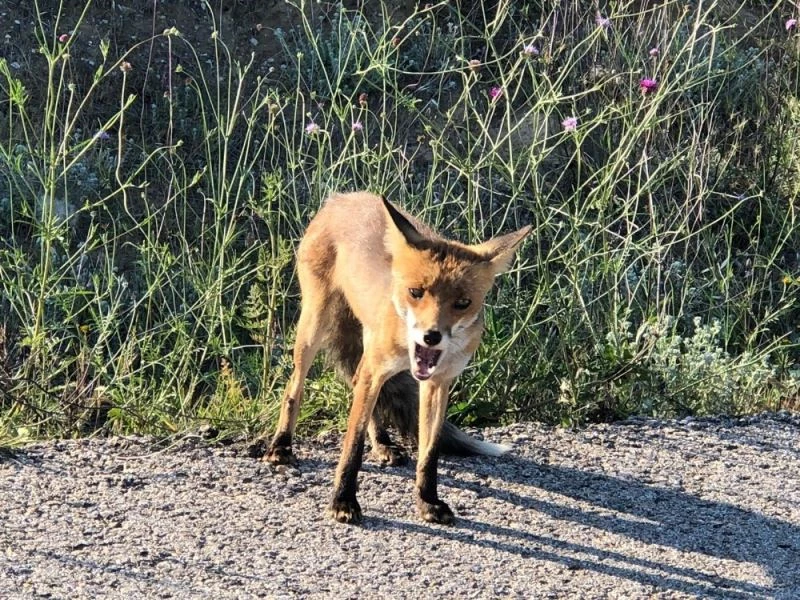 Öğretmenin tilkiyle gülümseten diyaloğu
