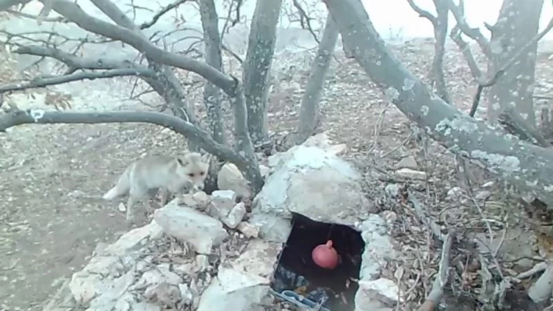 Foto kapanlar bu sefer yavruları çekti
