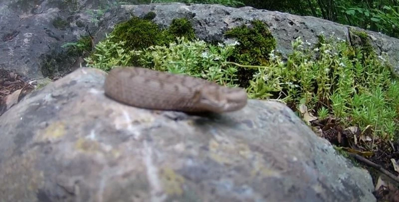 Telefonla görüntülediği boynuzlu engerek yılanı saldırdı
