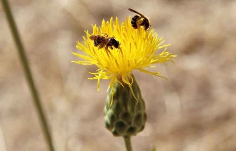 Bu yılın ilk Tülüşahları Güvercinada’da açtı
