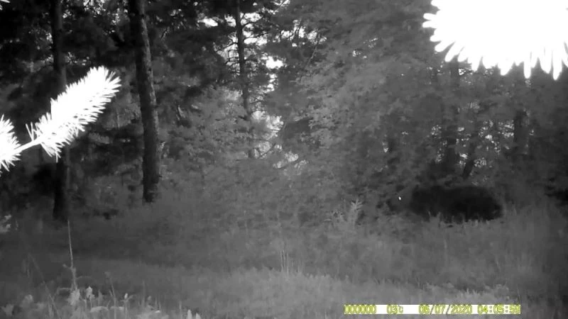 Boz ayı ve tilki foto kapana yakalandı
