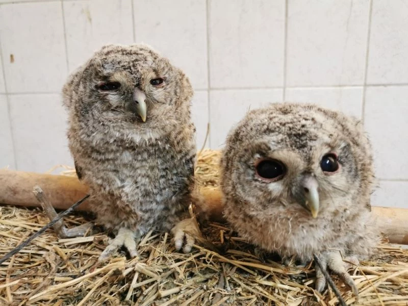 Yavru baykuşlar koruma altına alındı
