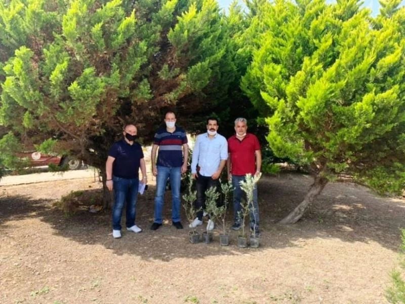 Ayvalık MYO zeytin fidanlarını toprakla buluşturdu
