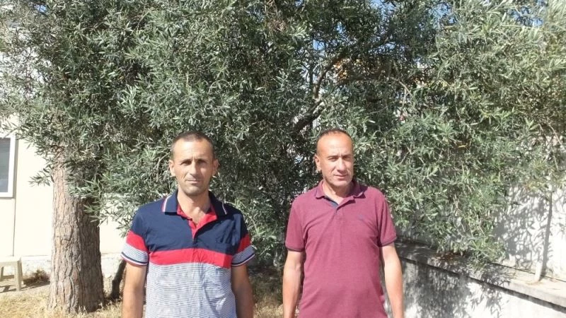 Burhaniyeli zeytinciler ilaçlama bekliyor
