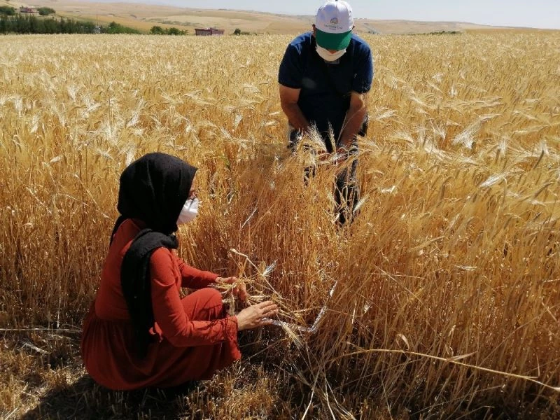 Biçerdöverle hububat hasadında kontrol hizmetleri devam ediyor
