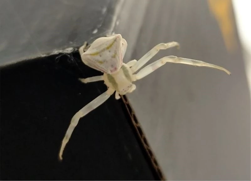 Görenlerin gözlerine inanamadığı ‘insan yüzlü örümcek’ hayrete düşürüyor
