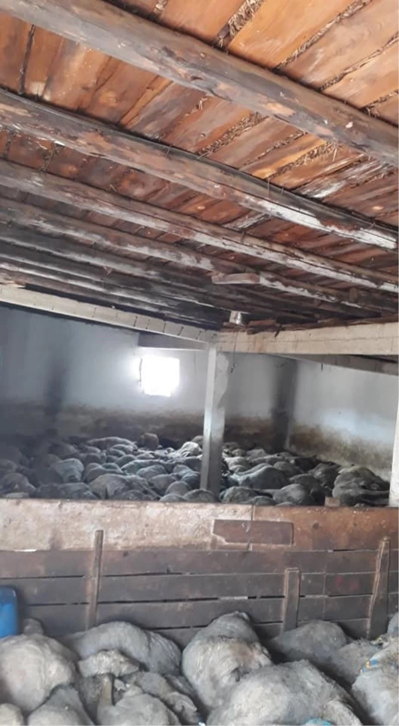 Haymana’da çok sayıda küçükbaş hayvan havasızlıktan telef oldu
