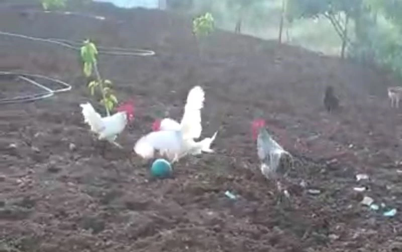 Elazığ’da horozların gülümseten futbolu
