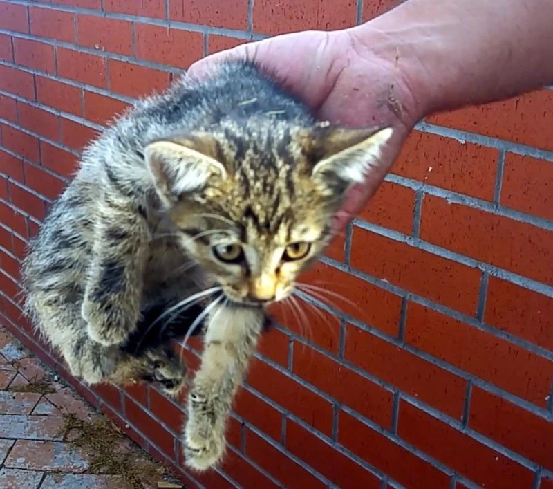 Motordan gelen garip sesleri fark etti, sıkışan kedini kurtardı
