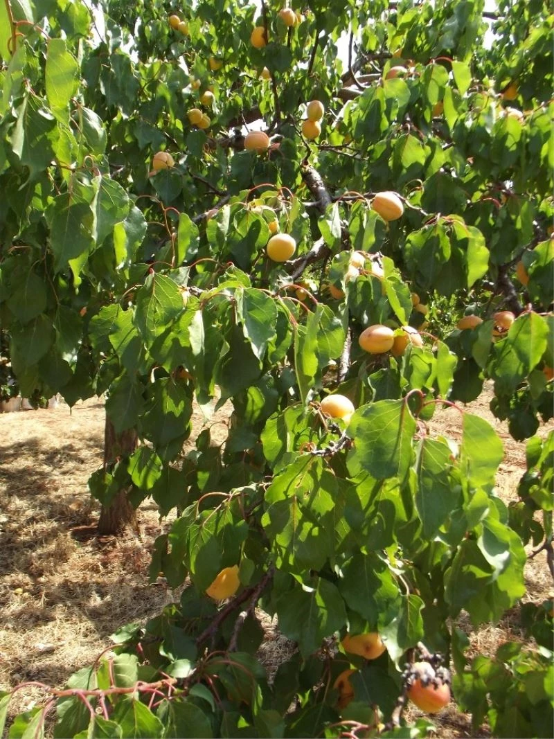 Parmaksız, kayısı rekoltesi tahminini fazla buldu
