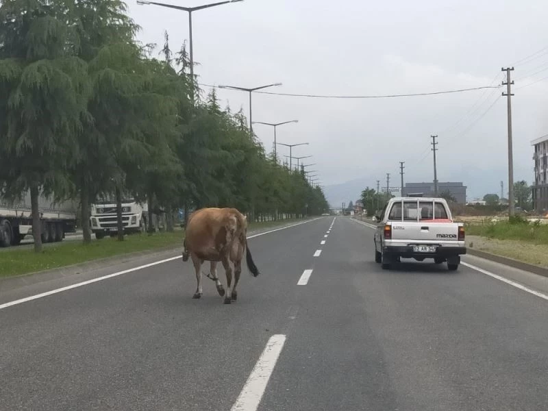 İnekler karayoluna çıktı, sürücüler zor anlar yaşadı

