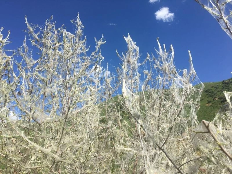 Beytüşşebap’ta ’tırtıl’ istilası
