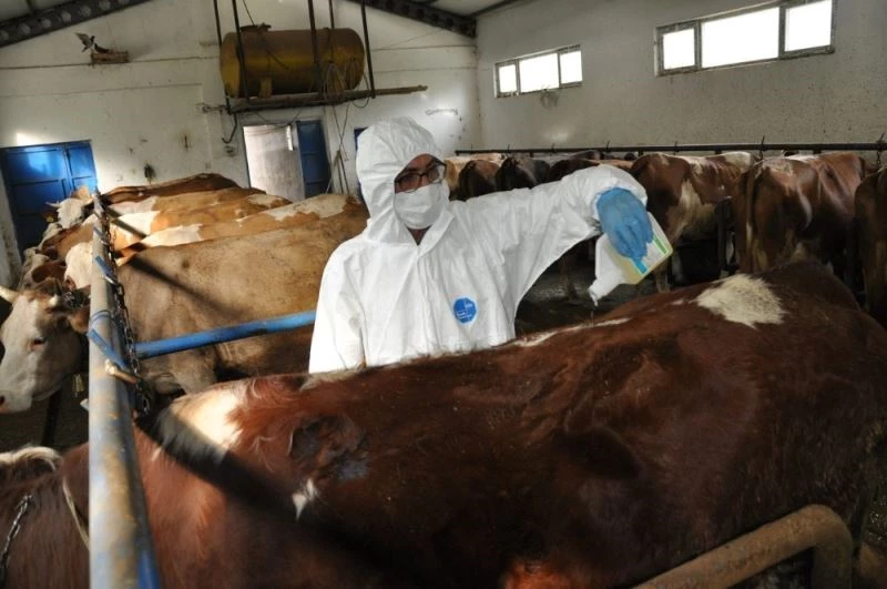 Gümüşhane’de keneye karşı ilaçlamalı mücadele
