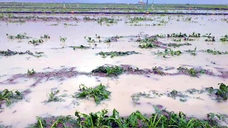 Çiftçilerin ekinlerini dolu vurdu
