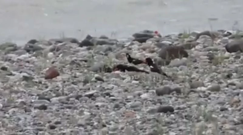 Aras Nehri poyraz kuşları ile cıvıl cıvıl
