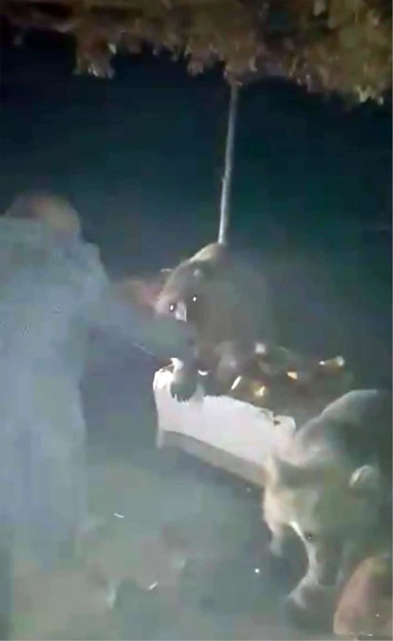 Piknikçilere “ayı” sürprizi
