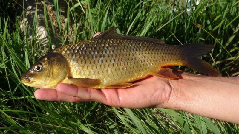Balık yiyen köpeklerden şüphelendiler, toplu ölümlerle karşılaştılar
