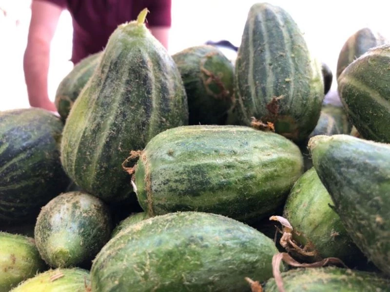 Mardin’de yetişen acur hediyelik olarak İstanbul’a gönderiliyor
