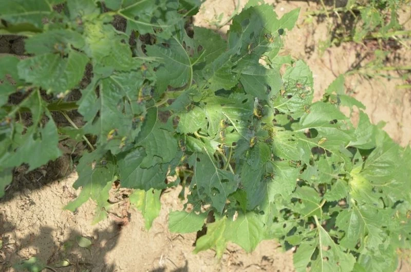 Çekirgeler tarlayı istila etti, zarar büyük
