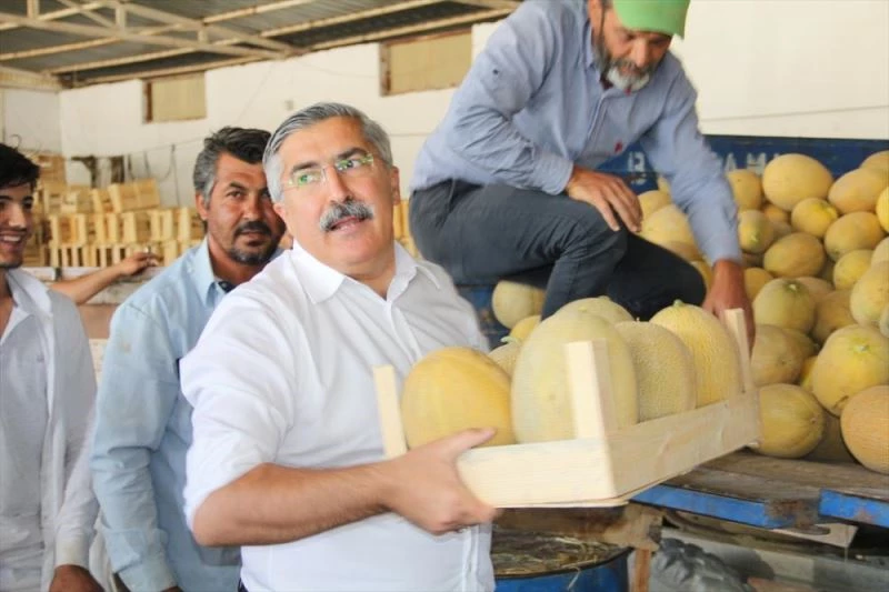 Kırıkhan kavununda sezonun ilk hasadı başladı