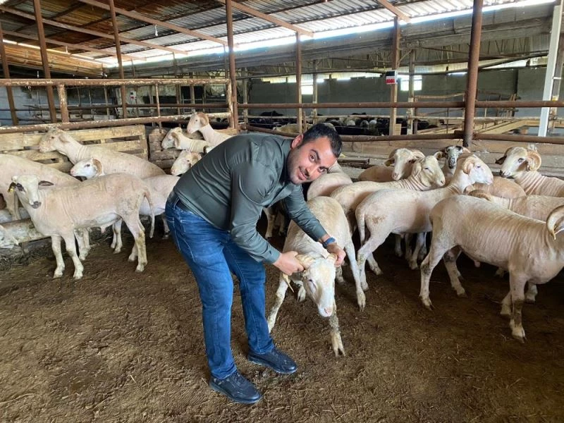 (Özel) Kurban telaşı başladı, koçlar danalar görücüye çıktı
