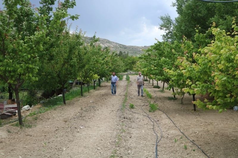 Sivas’ın soğuğu kayısı üreticilerini üzdü
