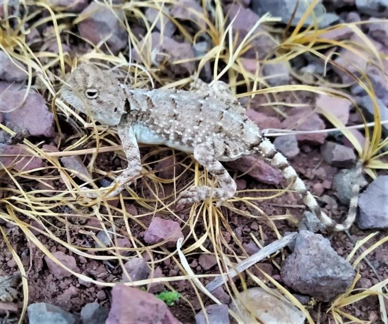 Tunceli’de Topbaş Keler görüntülendi
