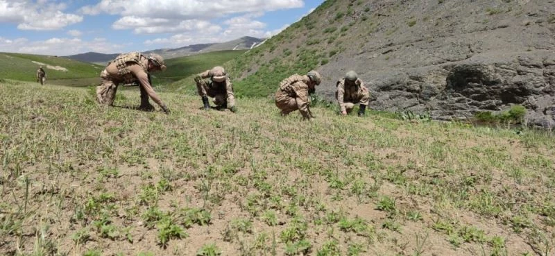 2 teröristin etkisiz hale getirildiği operasyonda 10 bin kök hint keneviri ele geçirildi

