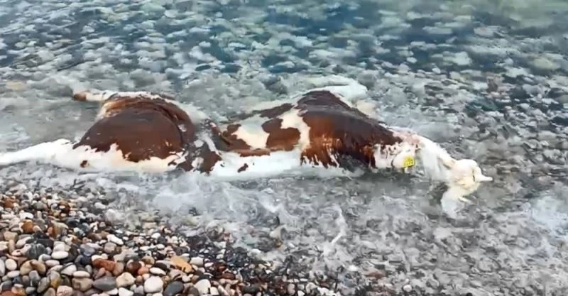 Çeşme’de inek leşi kıyıya vurdu
