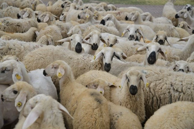 4 koyunla hayvan yetiştiriciliğine başladı, 800 küçükbaş hayvana ulaştı

