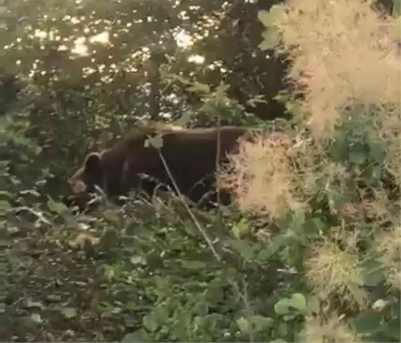 Domuz teline takılan ayı ekipleri seferber eti
