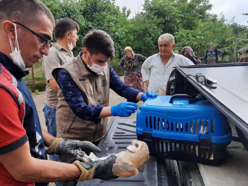 Bir aydır banyo boşluğunda kalan yavru baykuşlar kurtarıldı
