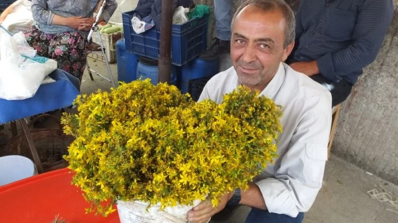 Kantaron çiçeği köylülere geçim kaynağı oldu
