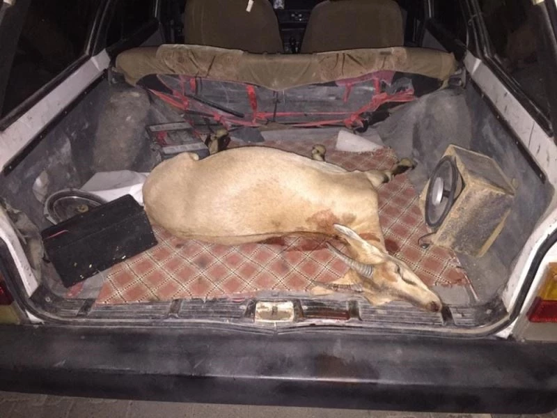 Yaban keçisini avlayan şahıslar yakalandı
