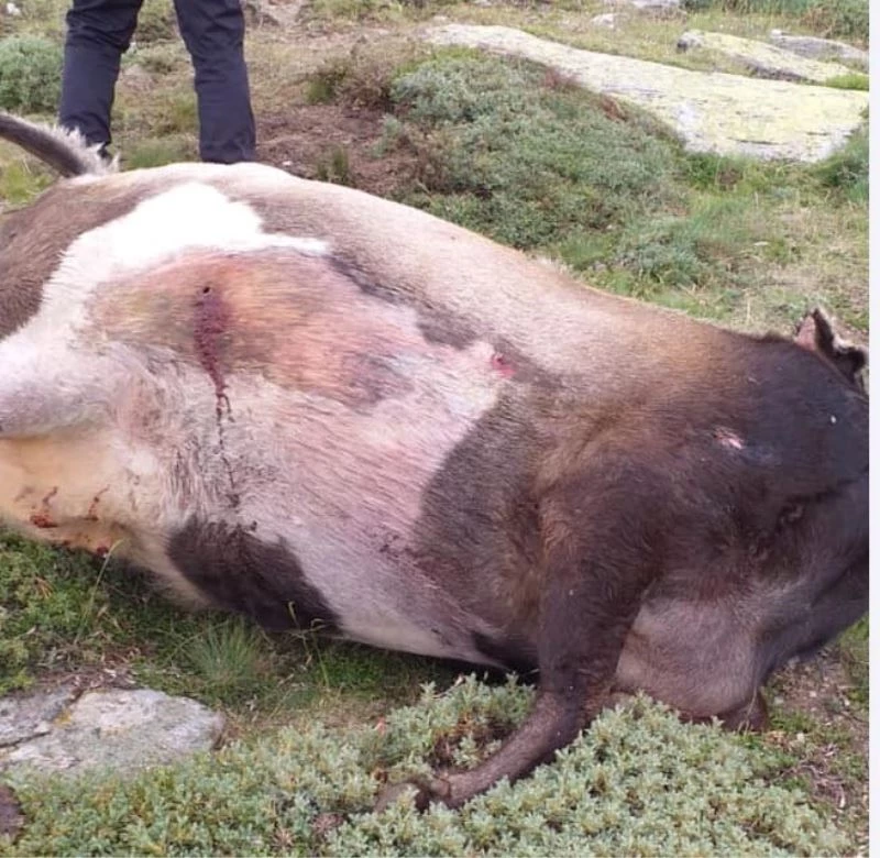 Denizli’de insanlığa sığmayan olay
