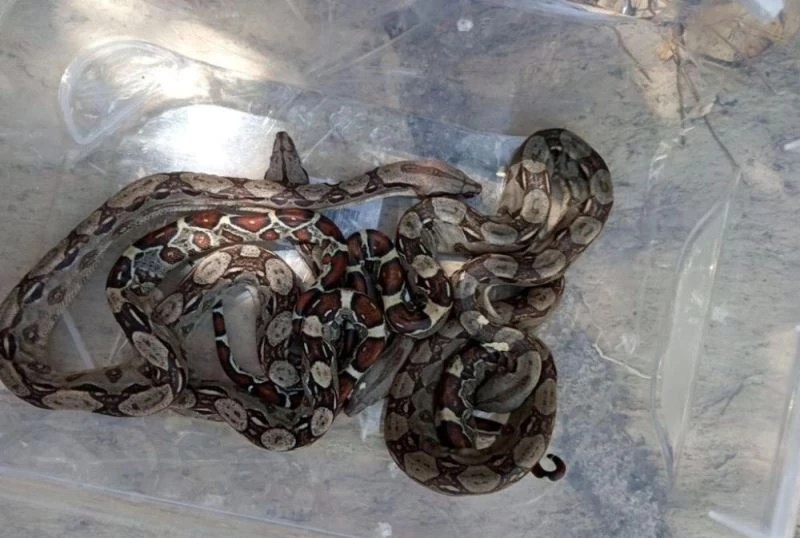 Otobüsle şehir dışına çıkarılmak istenen yavru pitonlar havasızlıktan öldü
