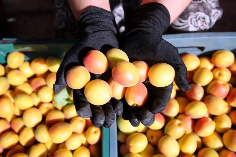 Tescilli Mut kayısısında 110 bin ton rekolte beklentisi