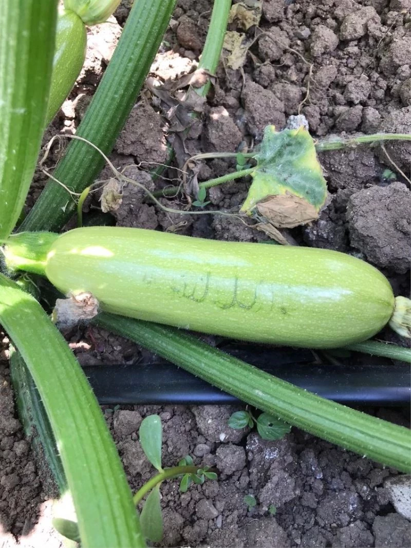 Bursalı çiftçiyi ağlatan görüntü
