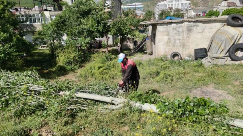Tatvan’da polen ve pamukçuk üreten kavak ağaçları kesiliyor
