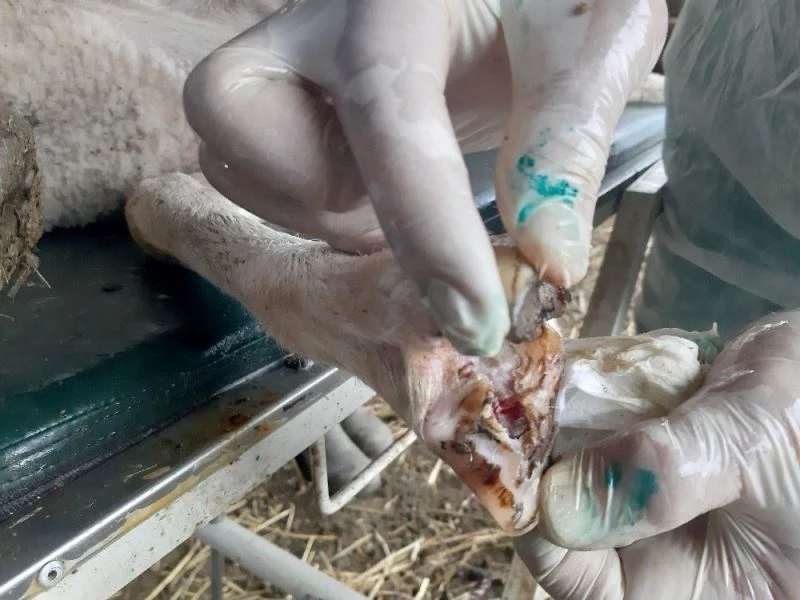 Karacabey’de küçükbaş hayvanlarda ayak hastalığı görülmeye başlandı
