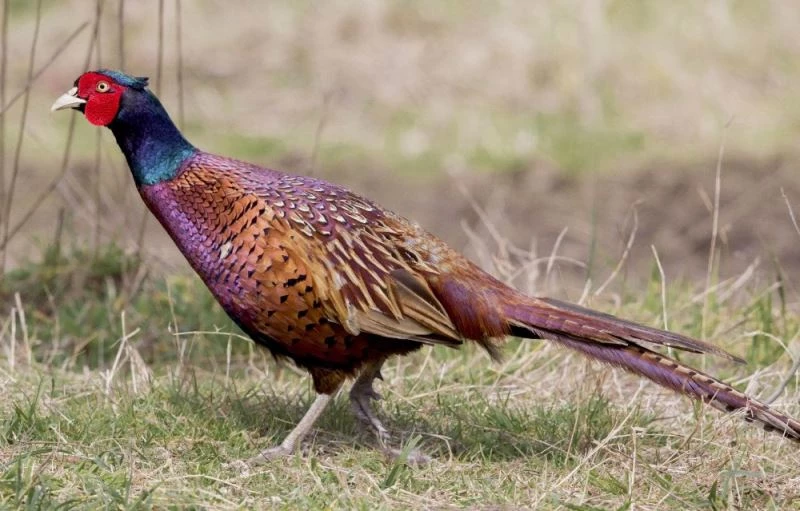 51 yılda 306 bin ’kene avcısı sülün’ tabiata salındı
