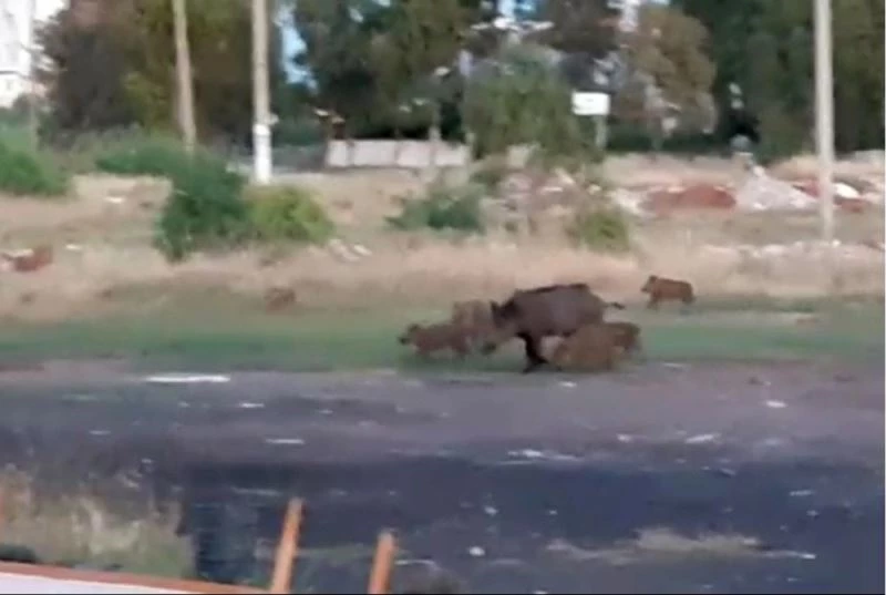 Ünlüler sitesini domuzlar bastı
