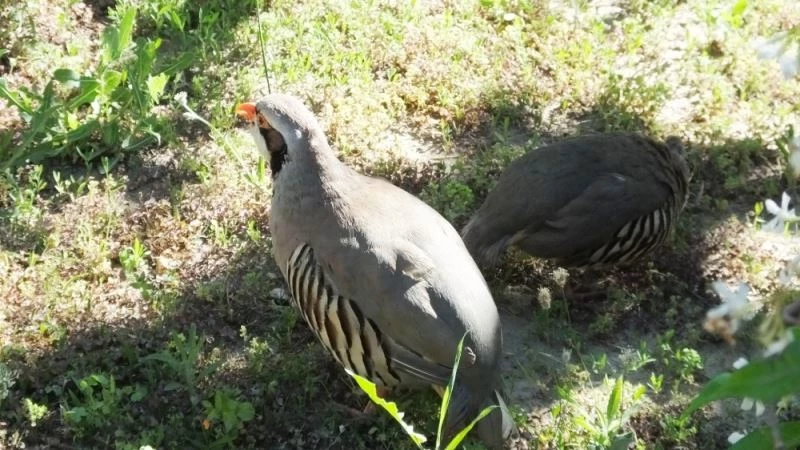 Kuşlar yüzünden hasta oldu, ancak kuş beslemekten vazgeçmedi
