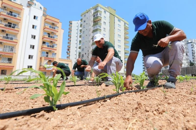 Mısırlar, yüksek binalar arasında boy vermeye başladı
