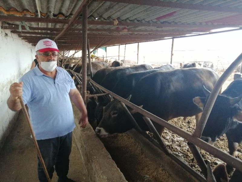 Amasya’da el sıkışmadan ’değnekle’ kurban pazarlığı
